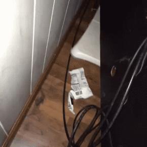 你根本不知道，养只猫有多幸福！