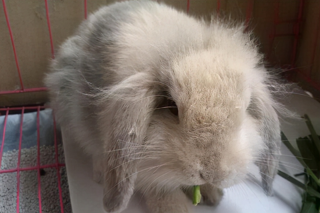 兔子身上长癣掉毛怎么治,兔子耳朵掉毛长癣用什么药