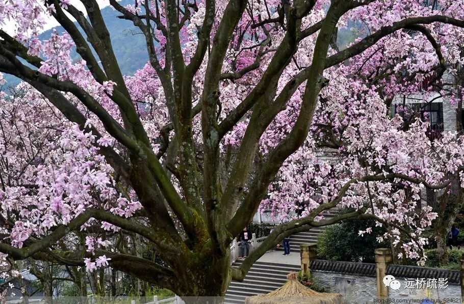 药王谷里觅旧迹（原图文）