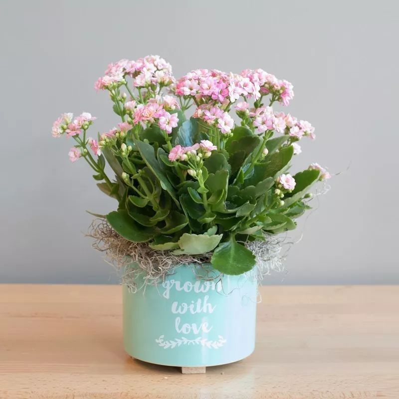 网上购买盆栽花卉可靠吗安全吗,网购花卉注意什么