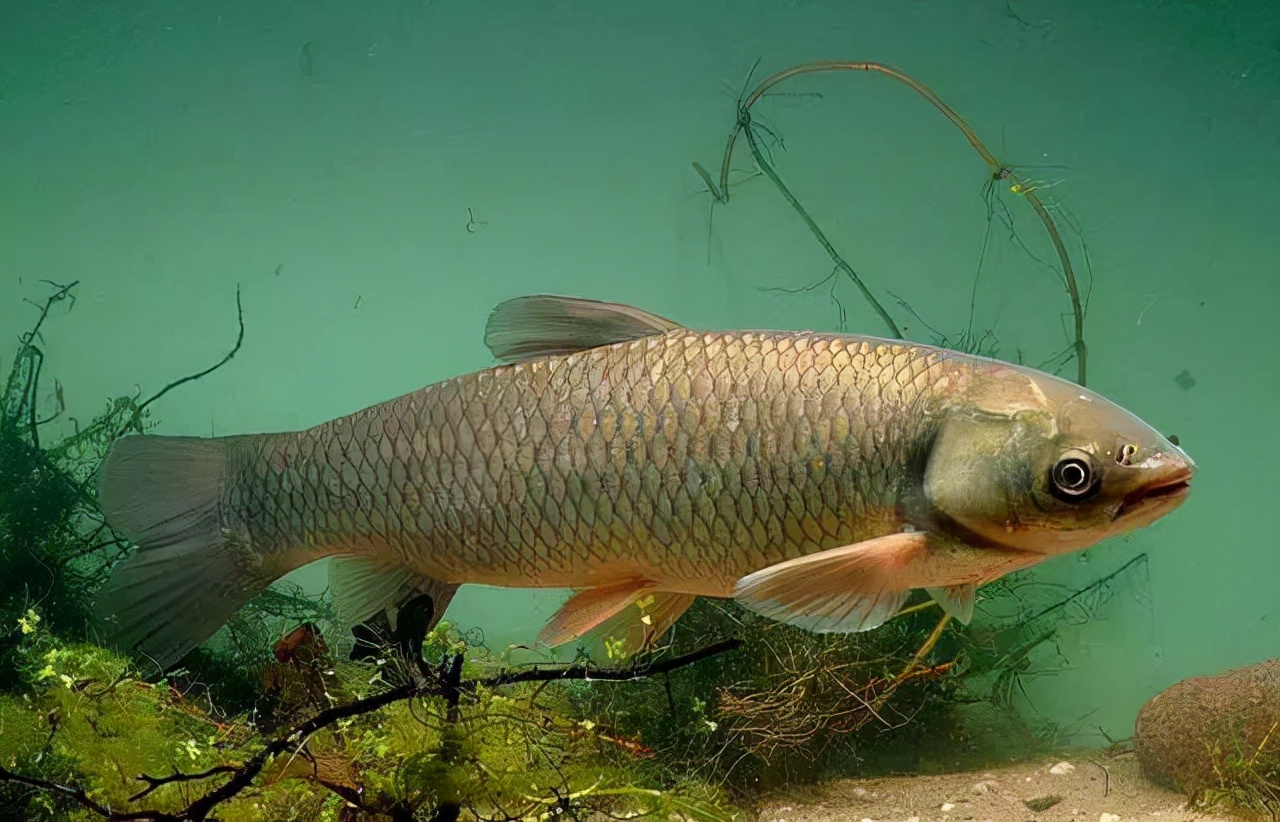 钓草鱼的最佳饵料比例,钓草鱼技巧与多种饵料选择