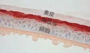 王鸥推荐的精华水,欧阳娜娜推荐的乳霜