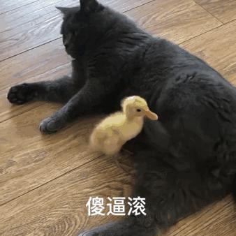 英国短蓝猫好养吗,千万别养蓝猫