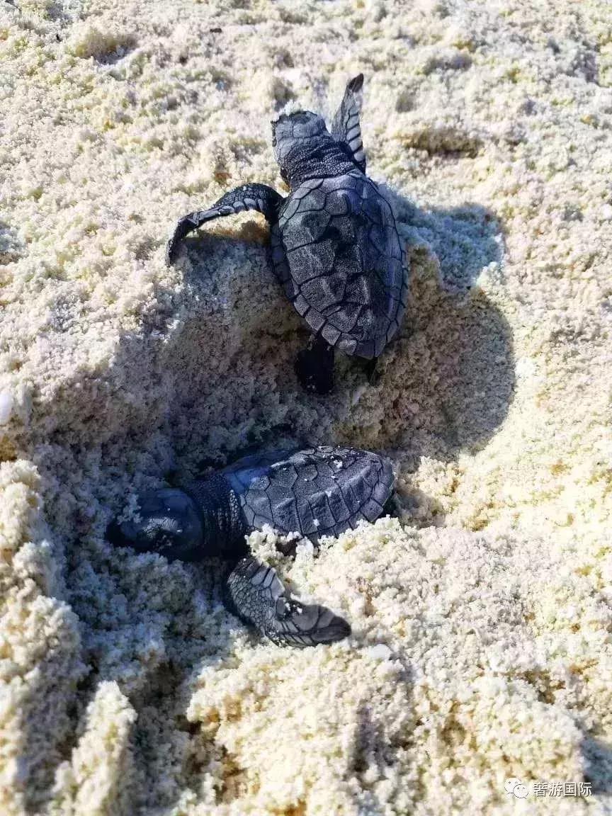 马尔代夫jv岛攻略,马尔代夫v岛