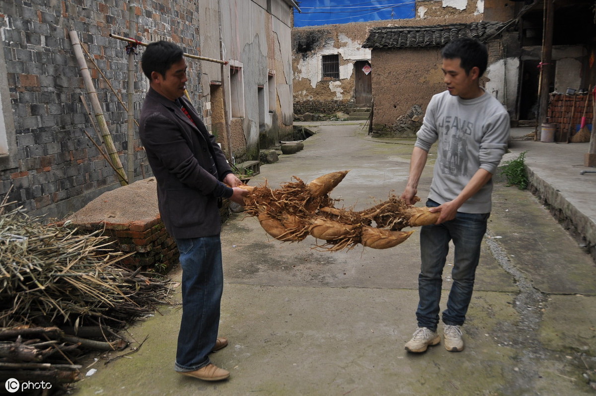 如何提高冬笋产量？做好以下四点十二个细节，增产提效益