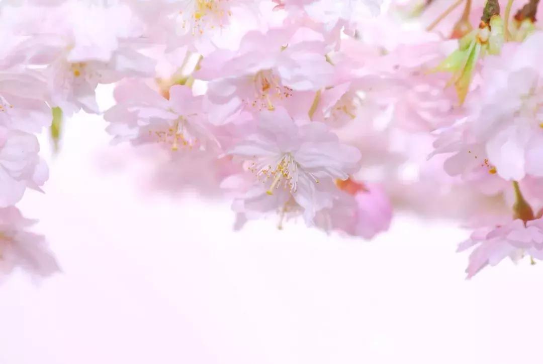 你不知道的手机拍照功能,春天的视频拍摄教程不拍花