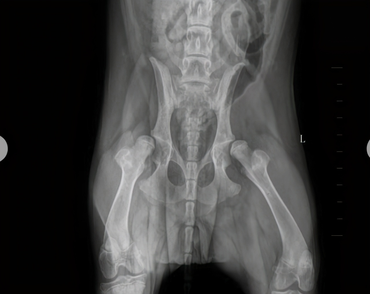 十大不建议养金毛犬的原因,养金毛犬要注意什么