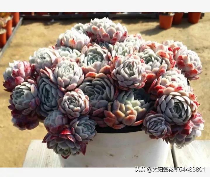 冰梅多肉怎么养才紧密包裹,冰梅多肉怎么养护出状态