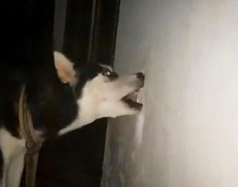 哈士奇拆家的能力到底有多强,二哈拆家和哈士奇拆家谁更厉害