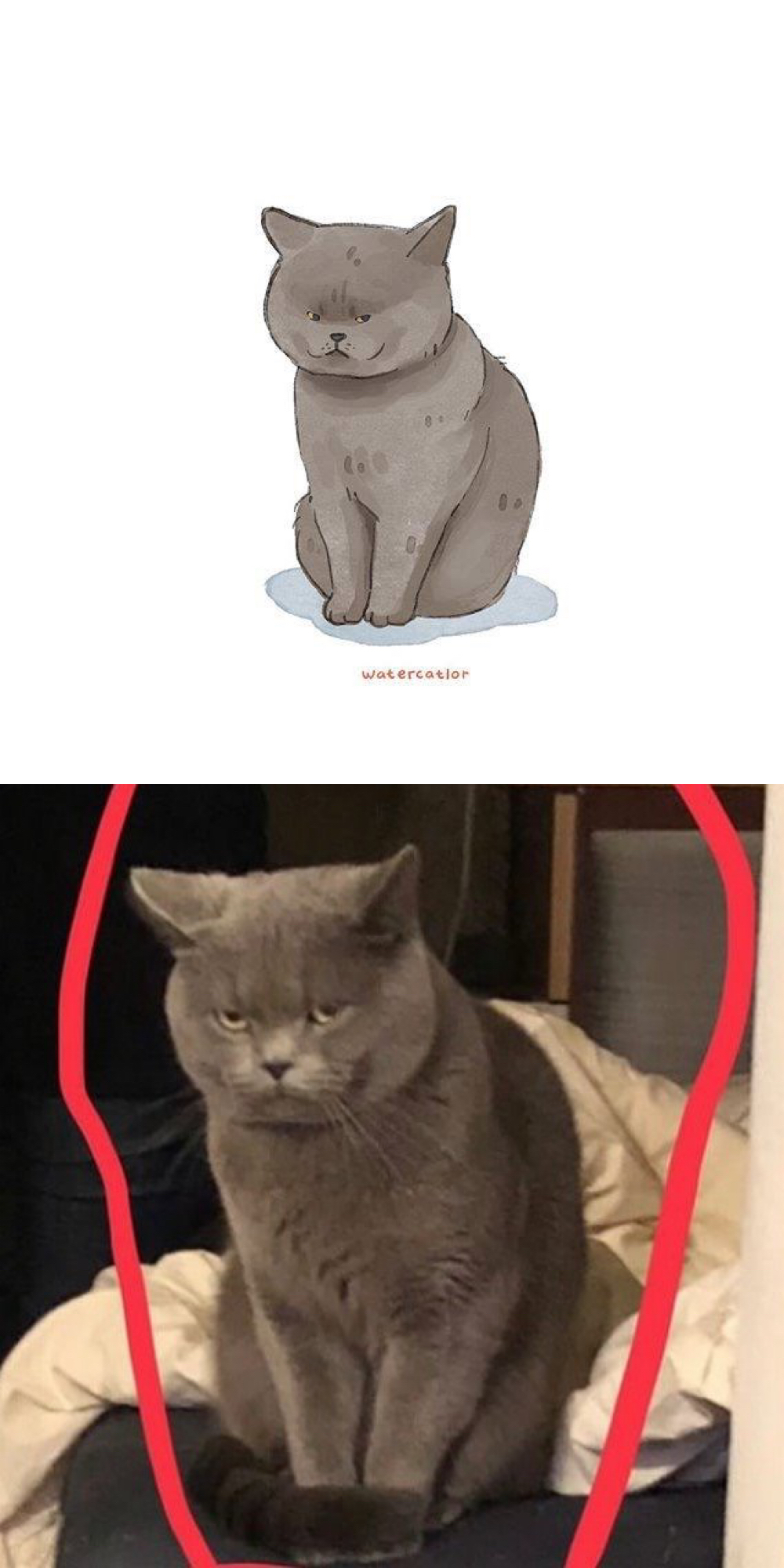 可爱小猫咪的漫画,猫呆萌漫画图