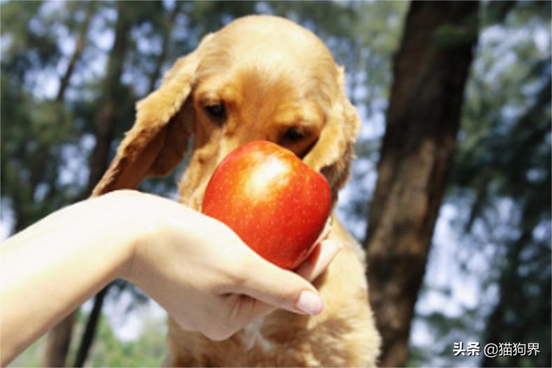 解决狗不爱吃饭的方法,纠正狗狗护食后不吃饭了