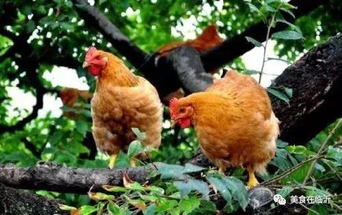 临沂只卖炒鸡的店,临沂哪里有炒鸡最正宗的店