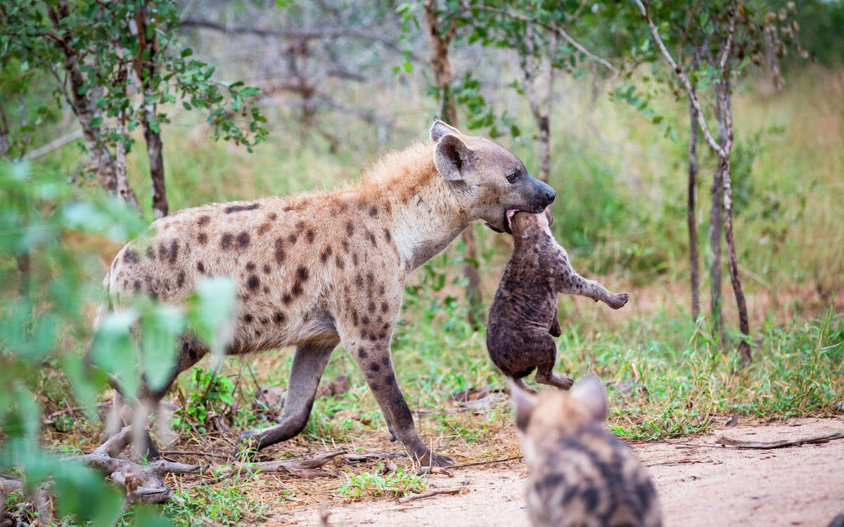 斑鬣狗是不是最厉害的动物,斑鬣狗是什么样的动物