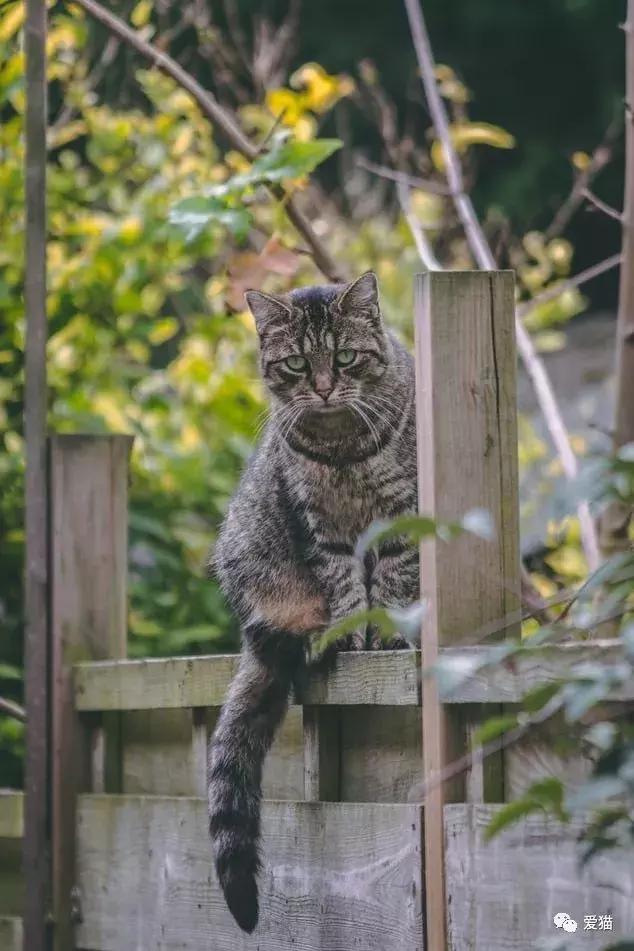 家猫被遗弃了会想家吗,家猫被丢弃会怎么样