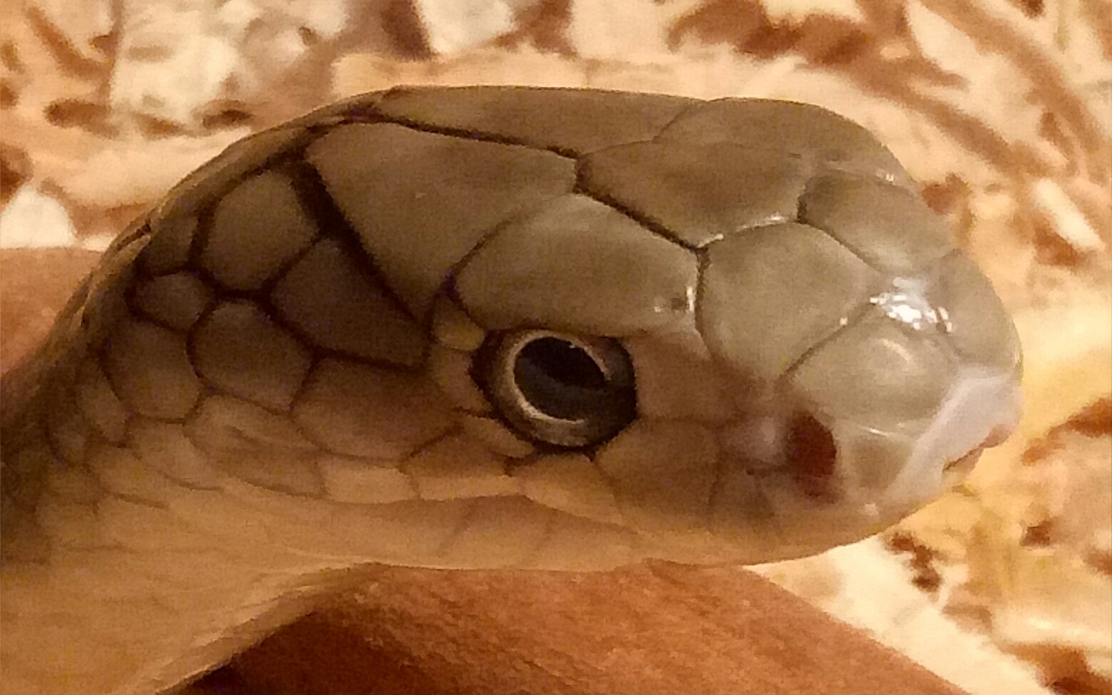 为什么眼镜王蛇的毒性很强,中国的眼镜王蛇最毒最凶猛吗