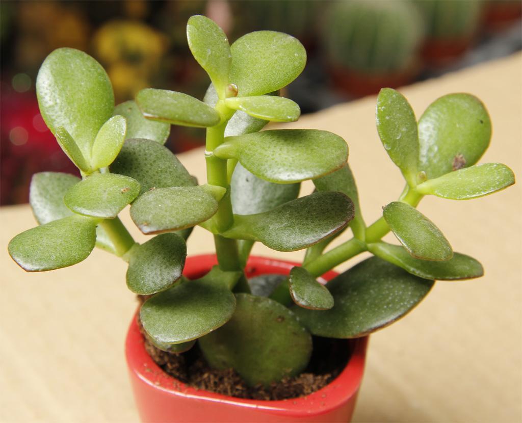 老桩最好养的三种植物,三代传家宝盆景