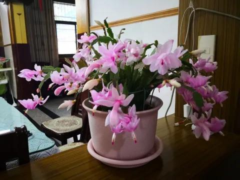 蟹爪兰20棵,有20株蟹爪兰适合多大的盆