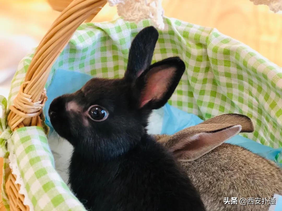 西安有哪些可以撸兔子的店,西安撸兔子的店