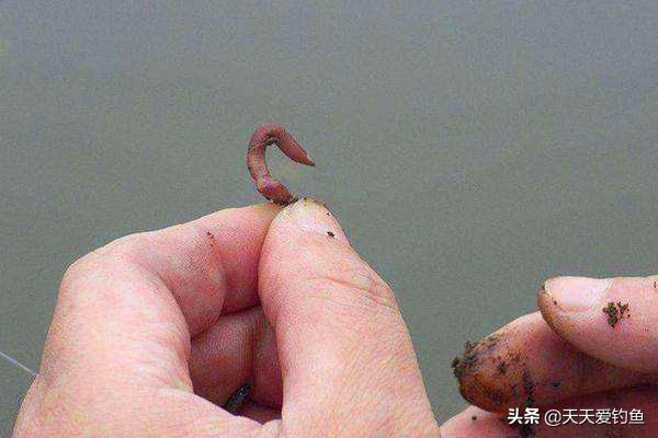 窝点有鱼不吃钩怎么办,钓鲤鱼守多久不咬钩换地方