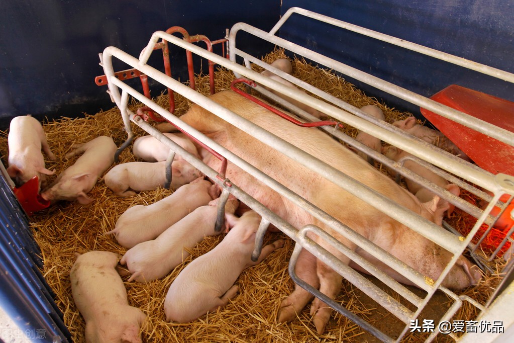 母猪子宫炎症喂什么药最好,母猪的子宫炎用什么药