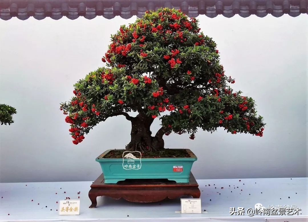 文人杂木盆景精品欣赏,可以做盆景的杂木图片大全