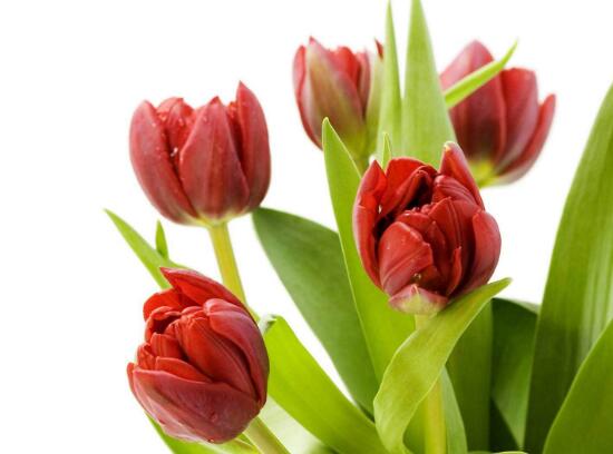 刚买的郁金香叶子发黄怎么恢复,郁金香叶子发黄怎么回事水培