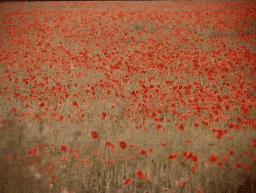 300个出自诗经的好成语,诗经100个经典成语