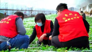 高端媒体看邯郸,保定电视台节目回看