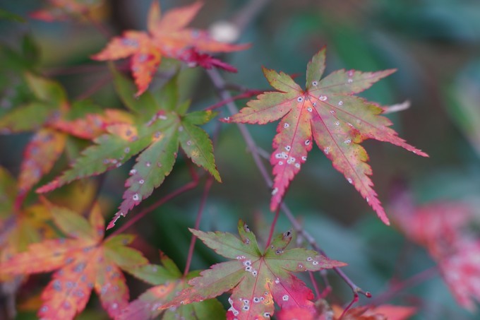 京都赏枫2022,京都赏枫必去景点有哪些好玩的