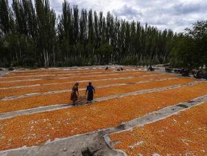 喀什市各县区简介,喀什地区英吉沙县