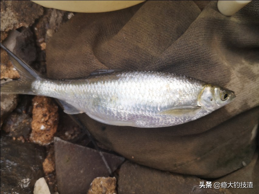 如何更好的钓小白条,钓白条的正确方法和技术