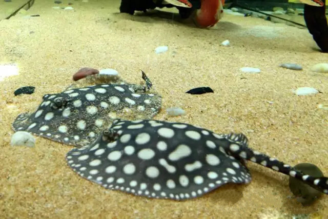 魟鱼拒食的调理,魟鱼呼吸急促拒食怎么治疗