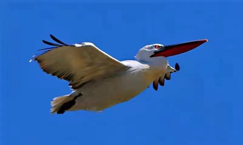 朔州：鹈鹕惊现东榆林