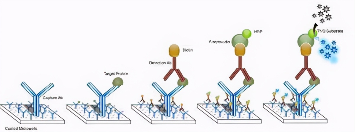 精氨酸血症属于重症吗,精氨酸血症做肝移植可以治愈吗