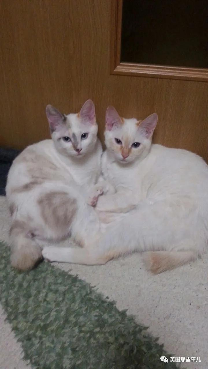 养暹罗等于养好几种猫,重庆暹罗猫变黑了还能白回来吗