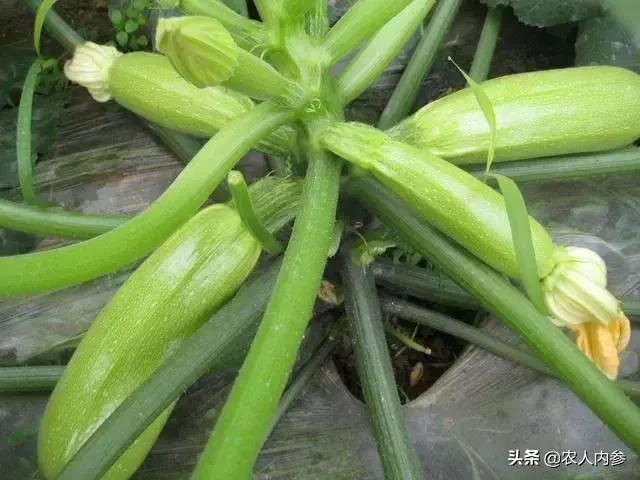 西葫芦坐瓜后怎么管理,西葫芦结瓜期如何管理