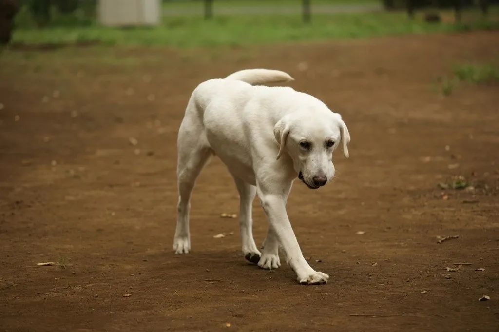 趾间炎狗狗怎么预防,下雨天怎么预防狗狗趾间炎