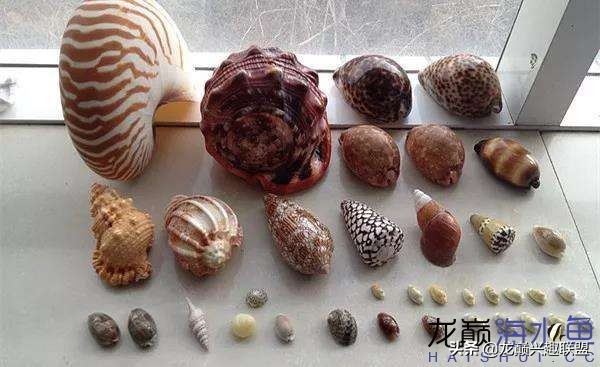 看完别笑，都陪我哭！新人下海开缸的血泪史