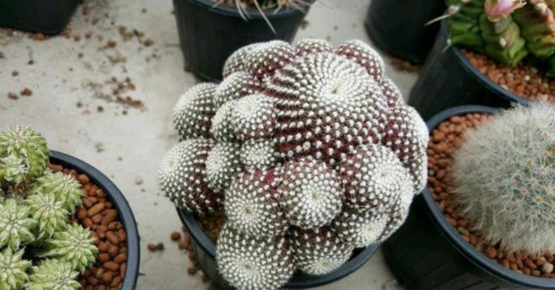 仙人球出现烂洞怎么处理,仙人球头顶上开始烂了怎么办