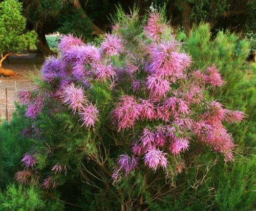 每日一树柽柳,每日一本草泽泻