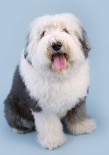 常见的宠物狗品种有哪些,宠物狗大型犬不掉毛有哪些品种