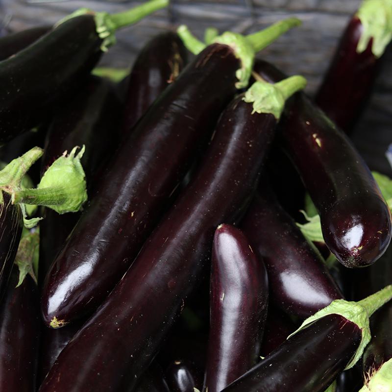 茄子圆茄长茄区别 (长茄好还是圆茄好)