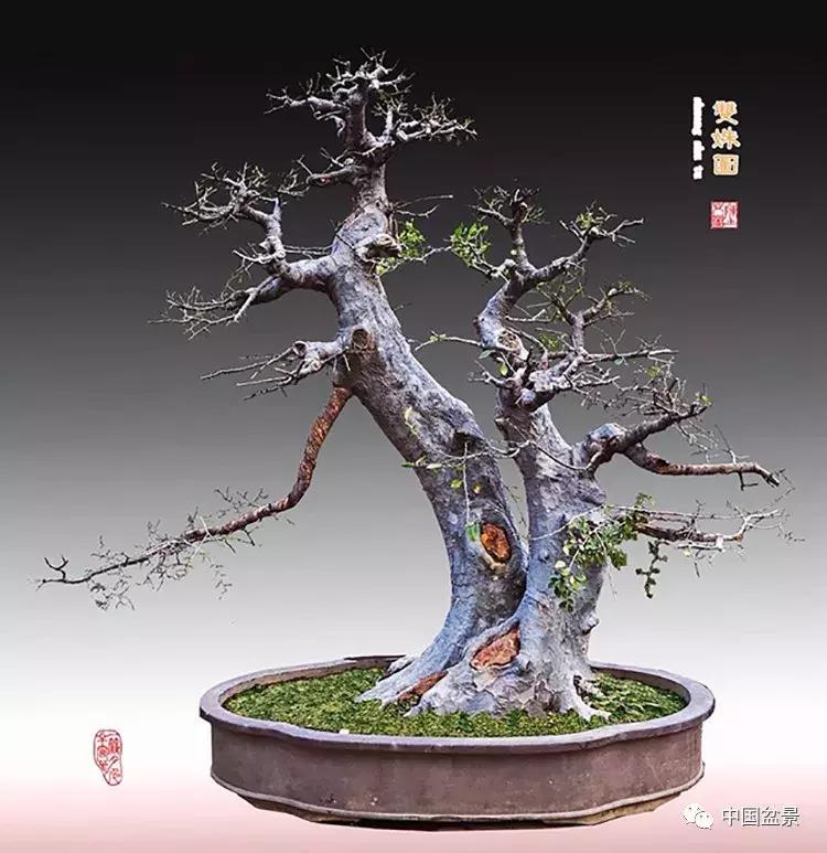 陈文图老师,陈文图盆景欣赏