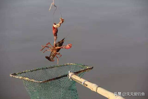 如何正确的钓小龙虾,钓小龙虾最简单高效的方法