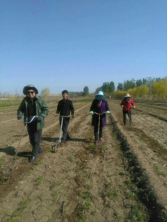 《婶子爱上了农村》