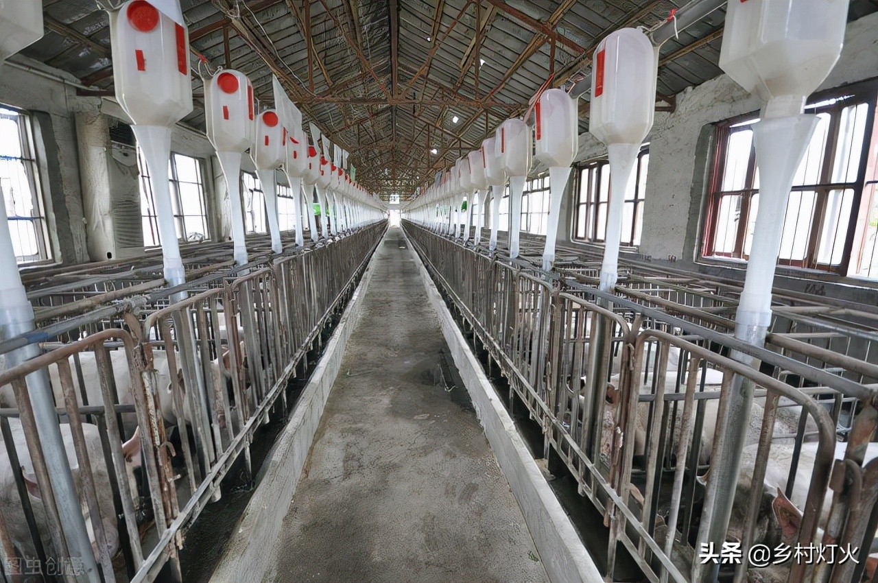 养猪利润那么低为什么还有人养,现在养猪的利润与成本真实