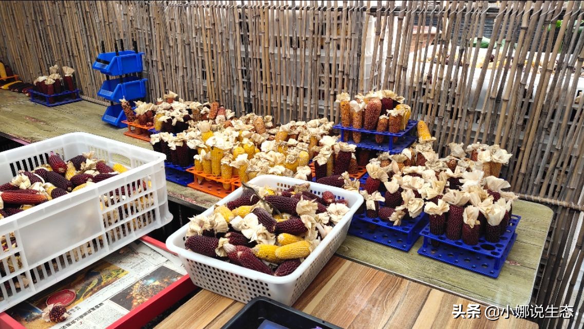 美如画的农场,美如画的生态园