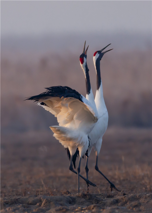 因为太萌差点成为“国鸟”的小肥啾:美丽在可爱面前一无是处