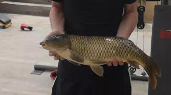 手竿钓草鱼还是海竿好,钓草鱼用海竿还是手竿好