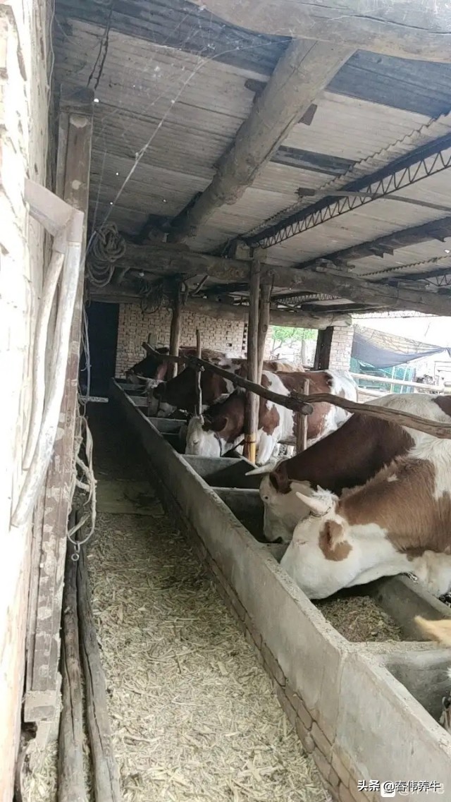 母牛下牛犊已经六个月了,但是还不发情,应该怎么治?